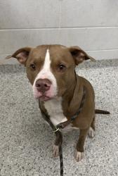 Shelter Stray Male Dog last seen Near St. John Ave, 64123, MO, 7077 Elmwood Ave, Kansas City, MO 64132, USA