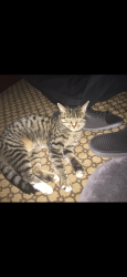 Lost Female Cat last seen Lynn Haven Hammocks on Bay Tree Road, Lynn Haven, FL 32444