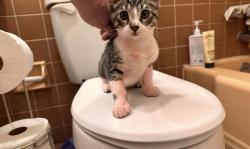 Lost Male Cat last seen fairfield ave north augusta, North Augusta, SC 29841