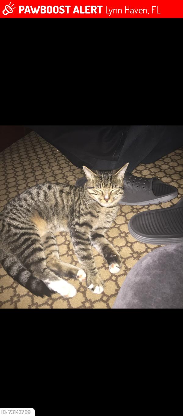 Lost Female Cat last seen Lynn Haven Hammocks on Bay Tree Road, Lynn Haven, FL 32444