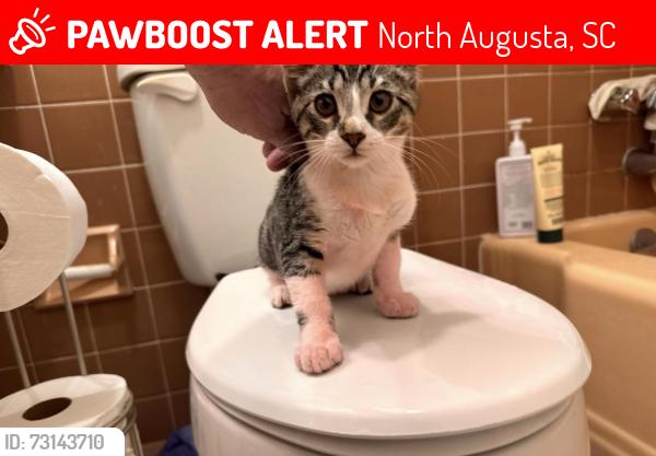 Lost Male Cat last seen fairfield ave north augusta, North Augusta, SC 29841