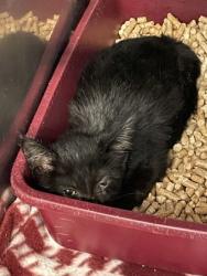Shelter Stray Unknown Cat last seen Connor Grant Road, James City, NC, 1639 Old Airport Rd, New Bern, NC 28562, USA
