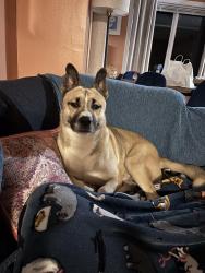 Reunited Male Dog last seen South Ritter Ave and east Minnesota Street, Indianapolis, IN 46203