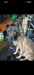 Found/Stray Male Dog last seen Near W Beach Ave, Inglewood, CA 90302
