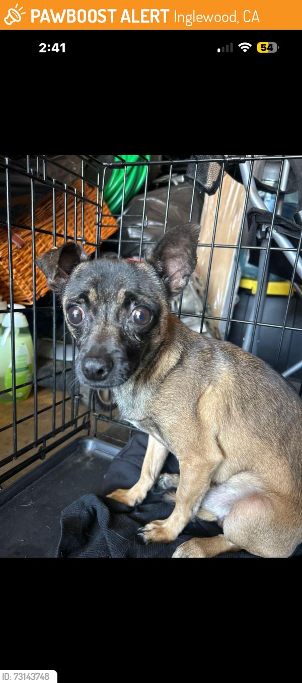 Found/Stray Male Dog last seen Near W Beach Ave, Inglewood, CA 90302