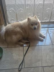 Found/Stray Unknown Dog last seen Warner and fairview, Santa Ana, CA 92703