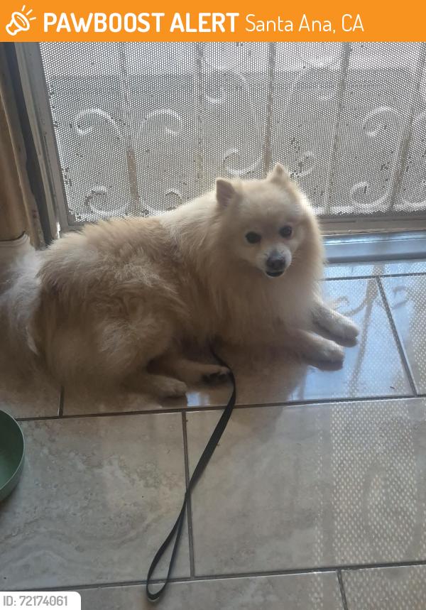 Found/Stray Unknown Dog last seen Warner and fairview, Santa Ana, CA 92703