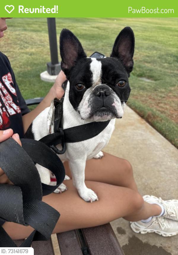 Reunited Female Dog last seen At Quincy Park, Lubbock, TX 79424