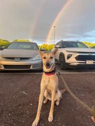 Reunited Female Dog last seen Cole Rd, Rt 82, Pleasant Valley, NY 12569