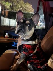 Reunited Male Dog last seen Taken by truck, Mobile, AL 36608