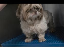 Found/Stray Male Dog last seen Kuykendhal and F.M.1960/Now boarding at Abbott Animal Clinic, 17006 Sugar Pine Dr,, Houston, TX 77068