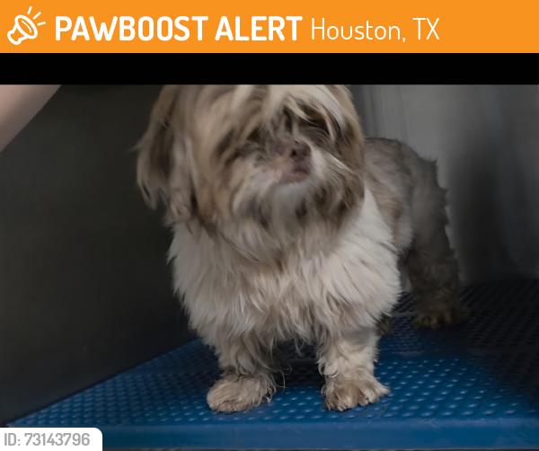 Surrendered Male Dog last seen Near Cypress Creek Pkwy, Houston, TX 77068, USA, Houston, TX 77068