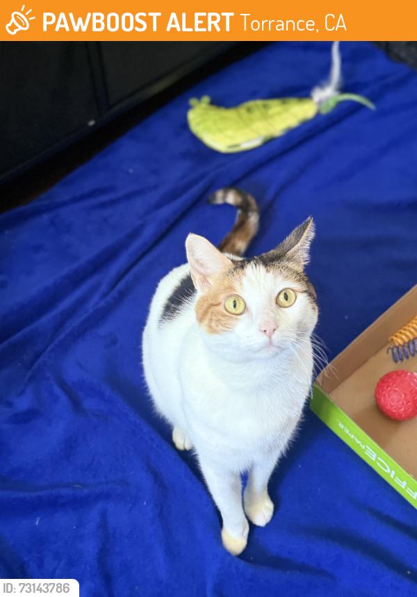 Found/Stray Female Cat last seen Wilson park in Torrance Ca, Torrance, CA 90501