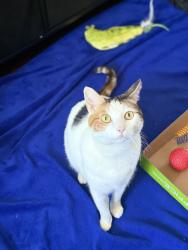 Found/Stray Female Cat last seen Wilson park in Torrance Ca, Torrance, CA 90501