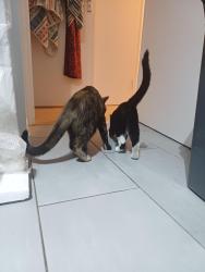 Reunited Female Cat last seen Wapping Health Centre, Greater London, England 