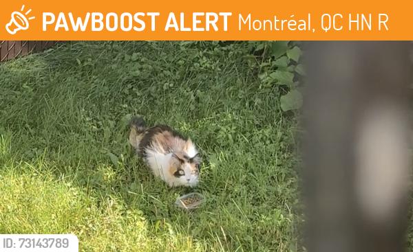 Found/Stray Female Cat last seen Marie-Claire/Jean-Brillon cross street in Lasalle, Montréal, QC H8N 1R9