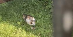 Found/Stray Female Cat last seen Marie-Claire/Jean-Brillon cross street in Lasalle, Montréal, QC H8N 1R9