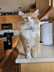 Lost Male Cat last seen 101st and Washington, Thornton, CO 80229