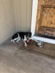 Reunited Unknown Dog last seen Fredericks, Oceanside, CA 92058