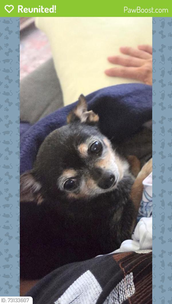 Reunited Female Dog last seen Cecilia Lucero Solorio Elementary School, Fontana, CA 92336