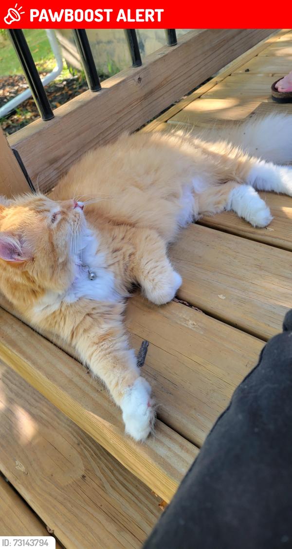 Lost Female Cat last seen Hartland Rd., Tyrone Township, MI 48430