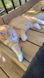 Lost Female Cat last seen Hartland Rd., Tyrone Township, MI 48430