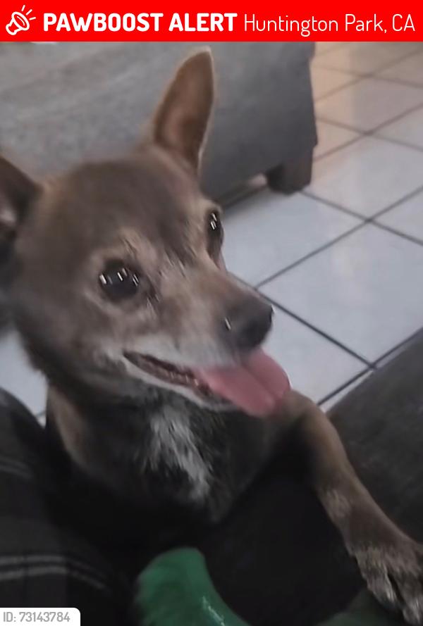 Lost Male Dog last seen Salt lake Park, Huntington Park, CA 90255