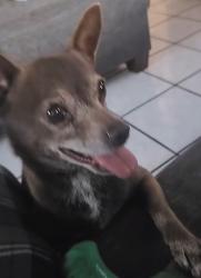 Lost Male Dog last seen Salt lake Park, Huntington Park, CA 90255