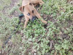 Lost Female Dog last seen Culebra, San Antonio, TX 78250