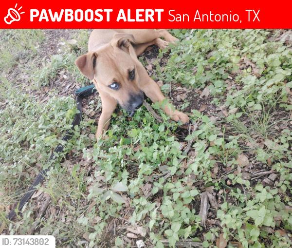 Lost Female Dog last seen Culebra, San Antonio, TX 78250