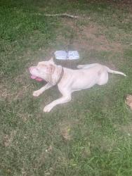 Lost Male Dog last seen Hammett and South main st, Anderson, SC 29624