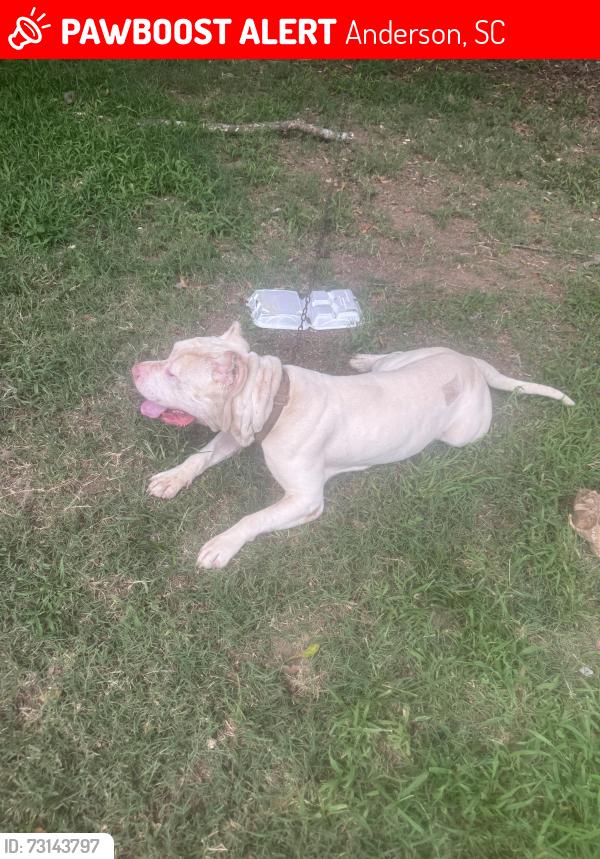 Lost Male Dog last seen Hammett and South main st, Anderson, SC 29624