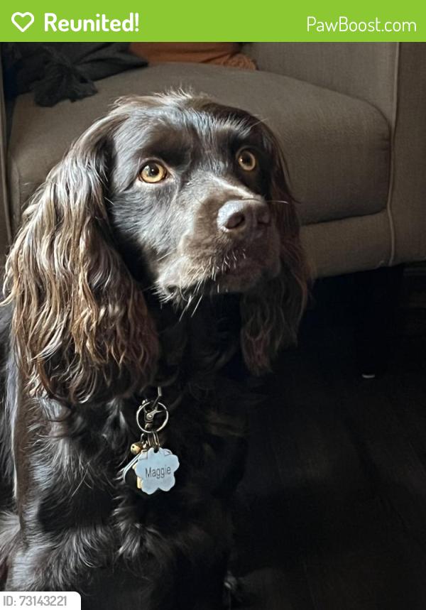 Reunited Female Dog last seen Last seen near Valley Bluff Drive next to the water treatment driveway, Fayetteville, GA 30215