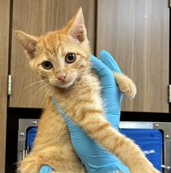 Shelter Stray Female Cat last seen SE 92nd/Harold, OR, 1700 W Historic Columbia River Hwy, Troutdale, OR 97060, USA