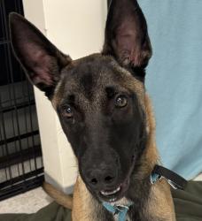Shelter Stray Male Dog last seen Near N Wright Brothers Drive, SALT LAKE CITY, UT, 84103, 511 W 3900 S, Salt Lake City, UT 84123, USA