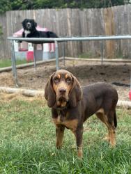 Lost Female Dog last seen Wells bend Hutto, Hutto, TX 78634