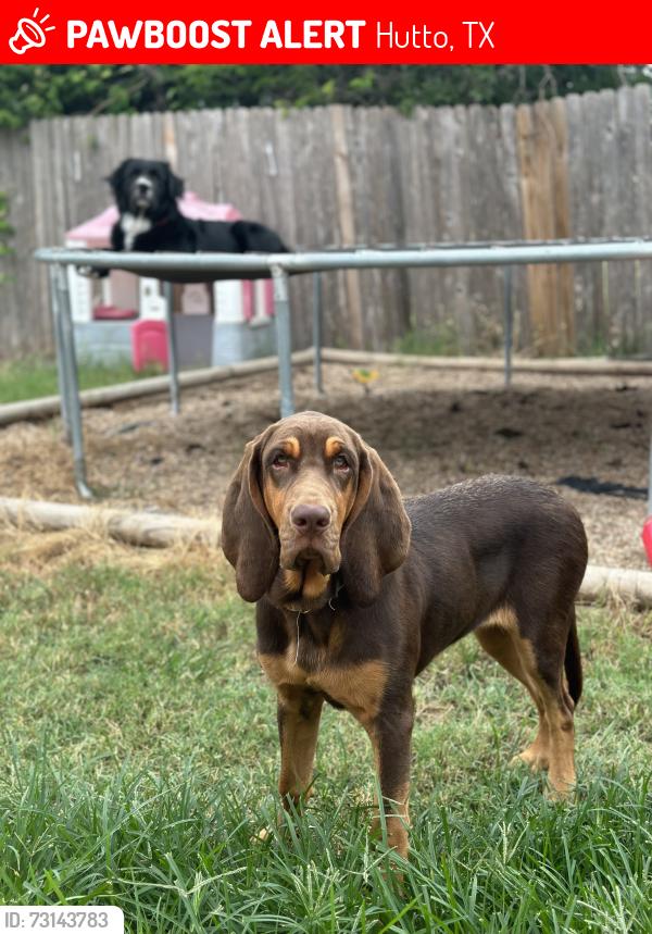 Lost Female Dog last seen Wells bend Hutto, Hutto, TX 78634
