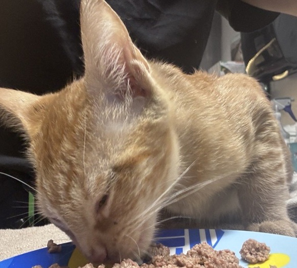 Shelter Stray Female Cat last seen Near Oak Knoll Road, Poway, CA, 92064, Escondido, CA 92027, USA