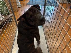 Shelter Stray Male Dog last seen Near Onion Creek Parkway, AUSTIN, TX, 78747, 7201 Levander Loop bldg a, Austin, TX 78702, USA