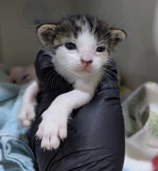 Shelter Stray Female Cat last seen Near Camino Del Rio, San Diego, CA, 92108, 5500 Gaines St, San Diego, CA 92110, USA