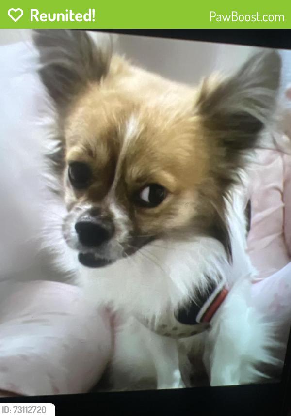 Reunited Male Dog last seen Near tolma av Pittsburgh ,, dormont, Pittsburgh, PA 15216