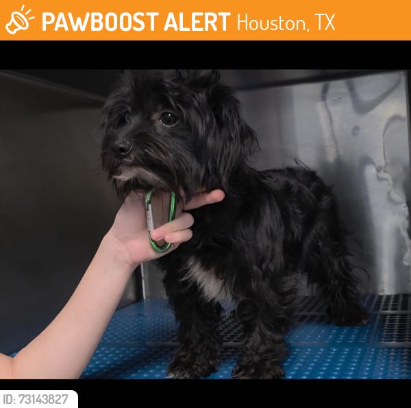 Surrendered Female Dog last seen Near Sugar Pine Dr, Houston, TX 77090, USA, Houston, TX 77090