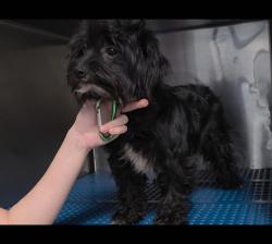 Found/Stray Female Dog last seen F.M. 1960 and Kuykendhal, Houston, TX 77090