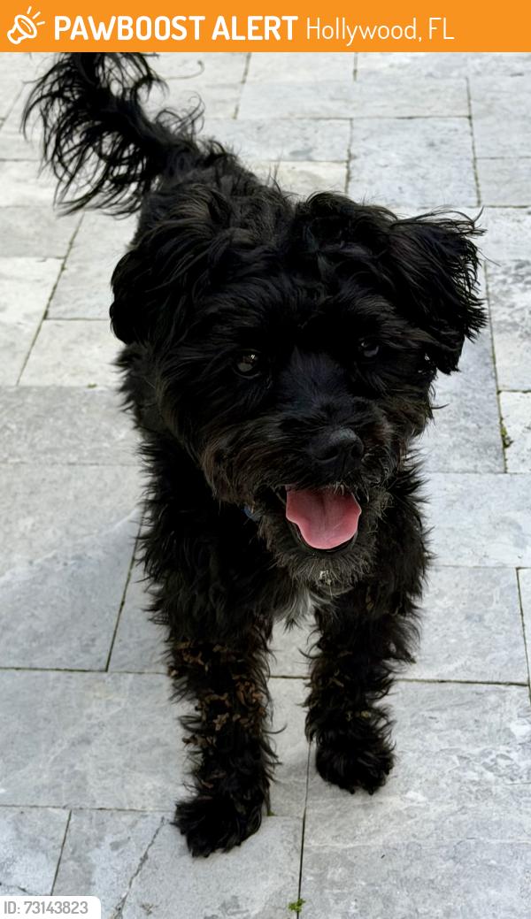 Found/Stray Male Dog last seen Johnson St & 11th Ave (West Lake Village), Hollywood, FL 33019