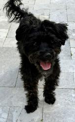 Found/Stray Male Dog last seen Johnson St & 11th Ave (West Lake Village), Hollywood, FL 33019