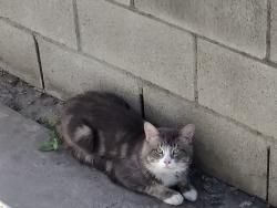 Found/Stray Unknown Cat last seen near MKHS, Monterey Park, CA 91755