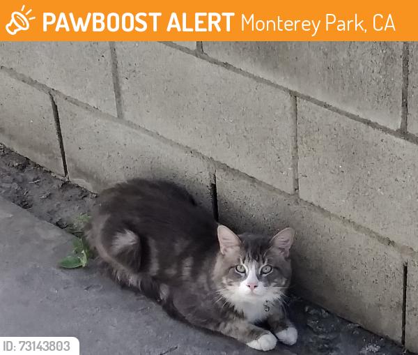 Found/Stray Unknown Cat last seen near MKHS, Monterey Park, CA 91755