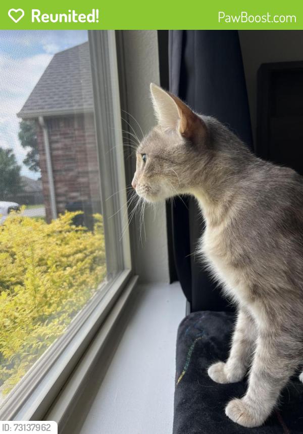 Reunited Female Cat last seen Behind Saint Francis Glenpool, Glenpool, OK 74033
