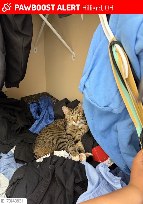 Lost Female Cat last seen Golden oak dr, Hilliard, OH 43026