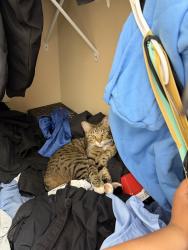 Lost Female Cat last seen Golden oak dr, Hilliard, OH 43026